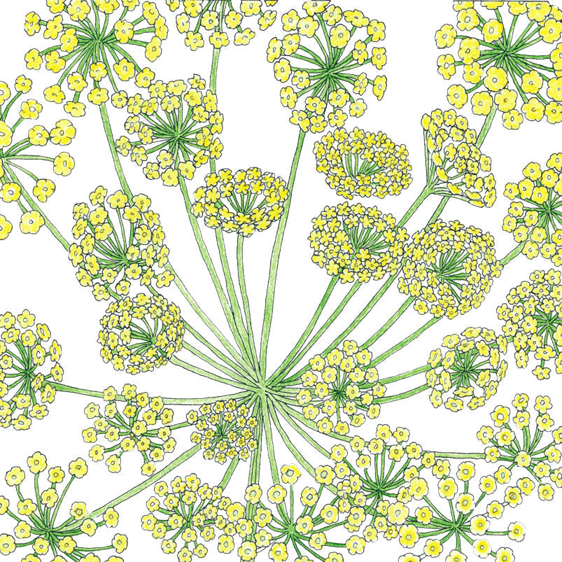 Mammoth Dill