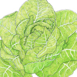 Romaine, Jericho Lettuce Seeds (Organic)