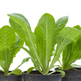 Romaine, Jericho Lettuce Seeds (Organic)