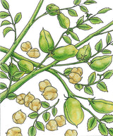 Garbanzo Golden Dragon Bush Bean Seeds (Organic)