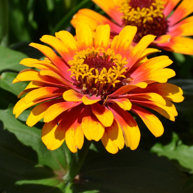 Sombrero Zinnia