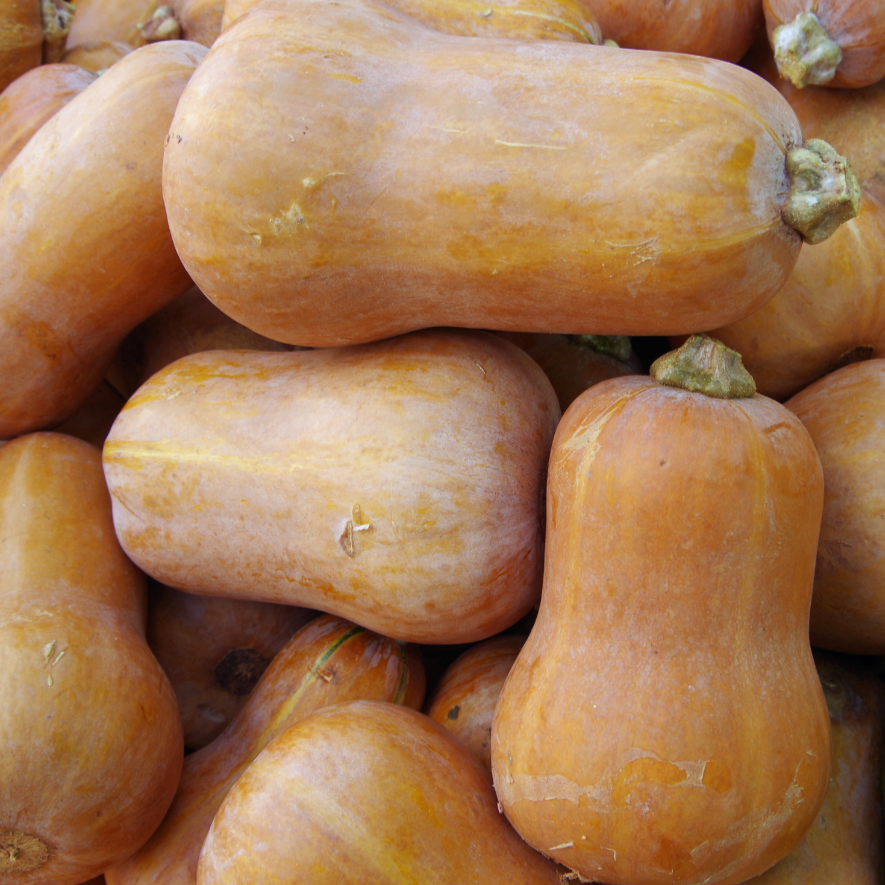 Honeynut Squash