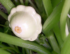 Benning's Green Tint Squash