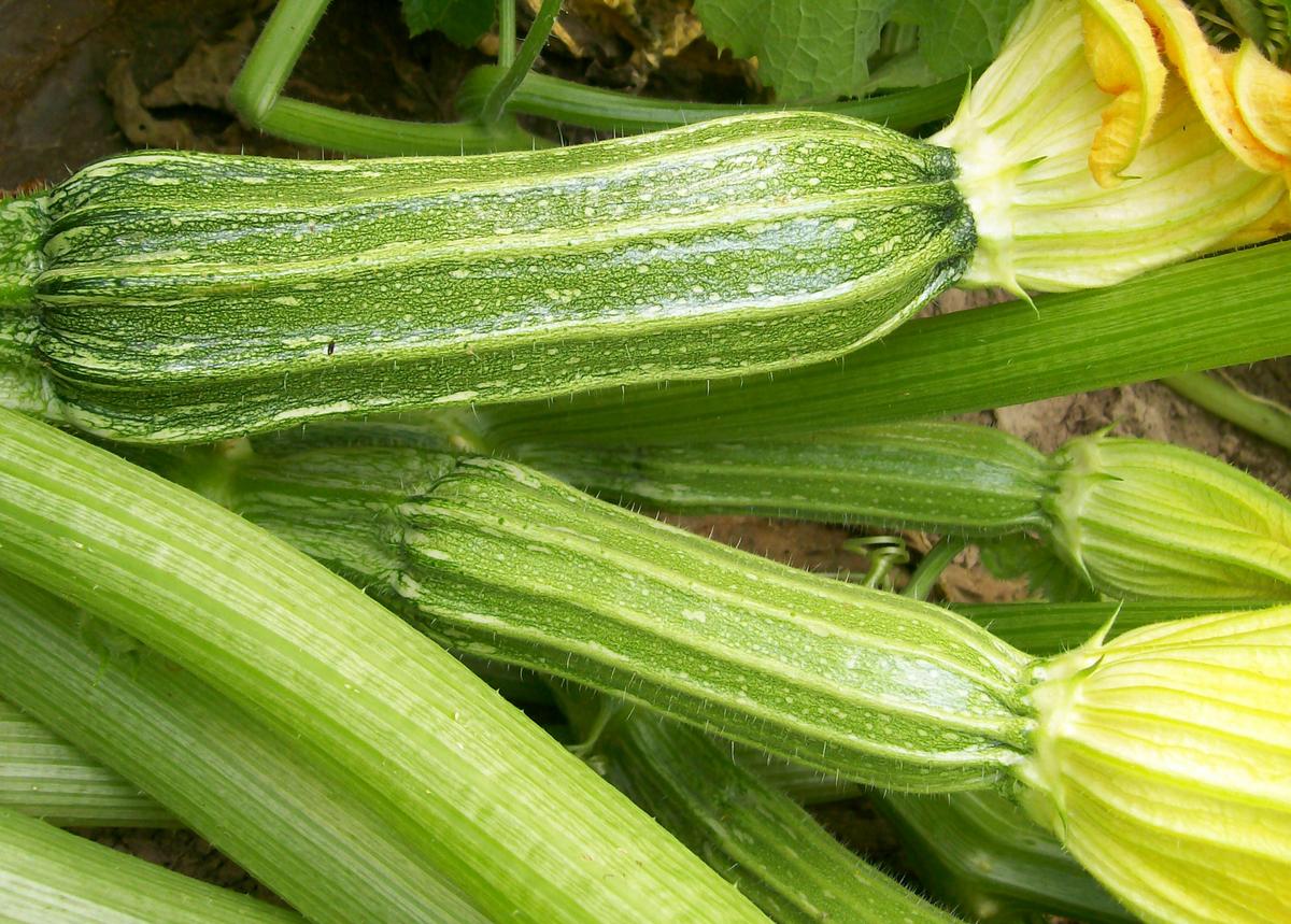 Costata Romanesca Summer Squash