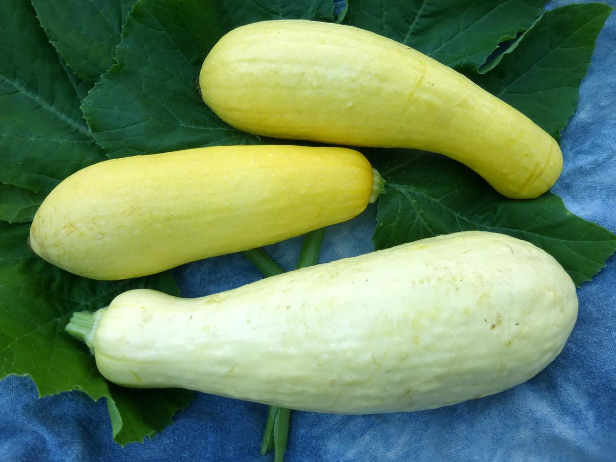Early Prolific Straightneck Summer Squash