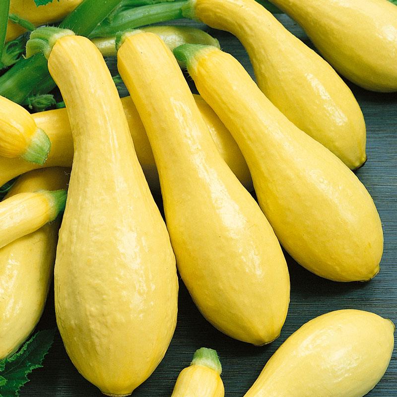 Early Straightneck Summer Squash