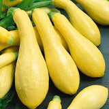 Early Straightneck Summer Squash