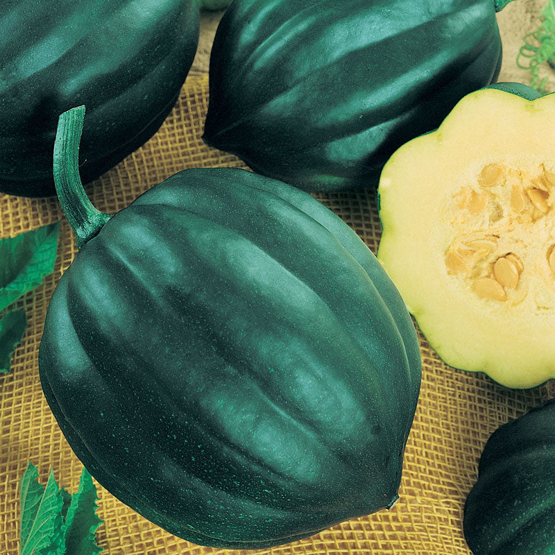 Table Queen Acorn Winter Squash