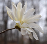 5 STAR MAGNOLIA Stellata TREE Seeds - Fragrant White to Pink Big 4" Wide Flowers
