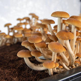 ‘Boomr Bag’ Manure-Based Sterile Mushroom Substrate