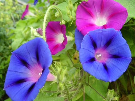 50 Mixed JAPANESE MORNING GLORY Ipomoea Nil Flower Vine Color Mix Bicolor Tricolor Blue Red White Pink Purple Violet Seeds