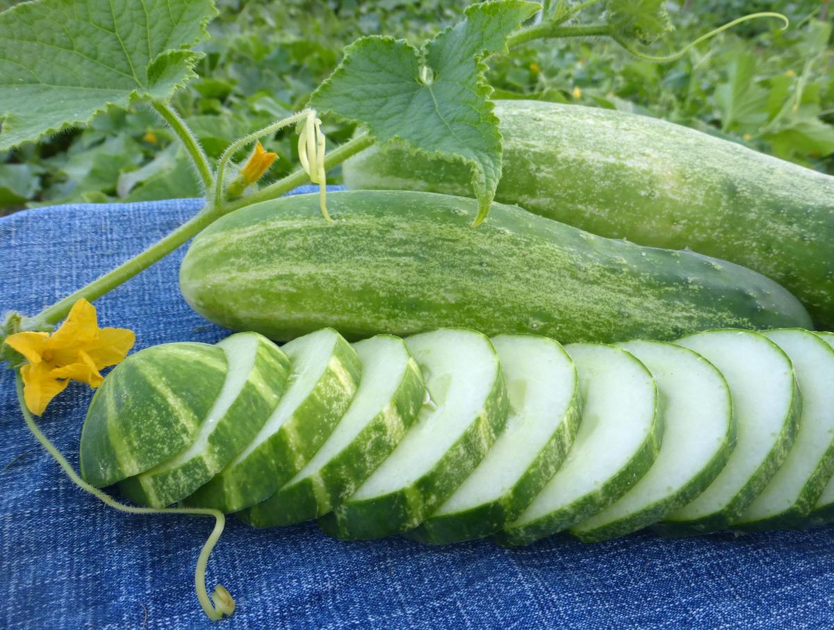 Straight Eight Cucumber