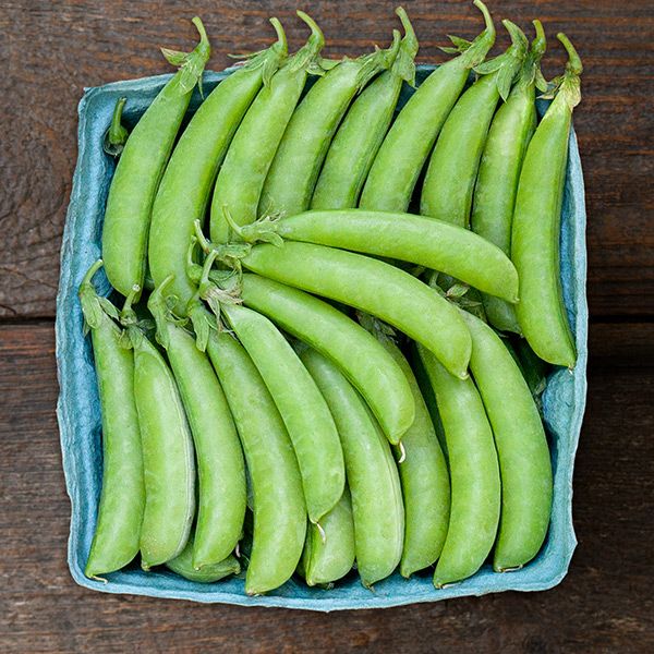 Sugar Ann Snap Pea