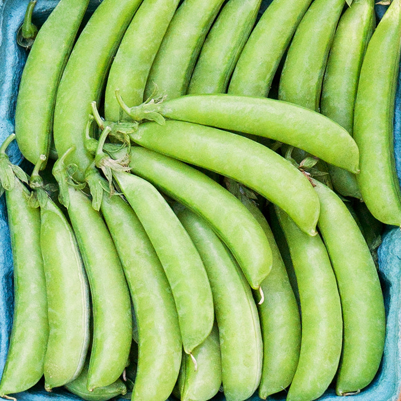 Sugar Snap Pea Seeds (Organic)