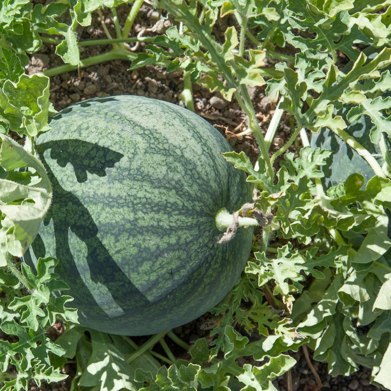 Sugar Baby Watermelon