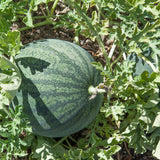 Sugar Baby Watermelon