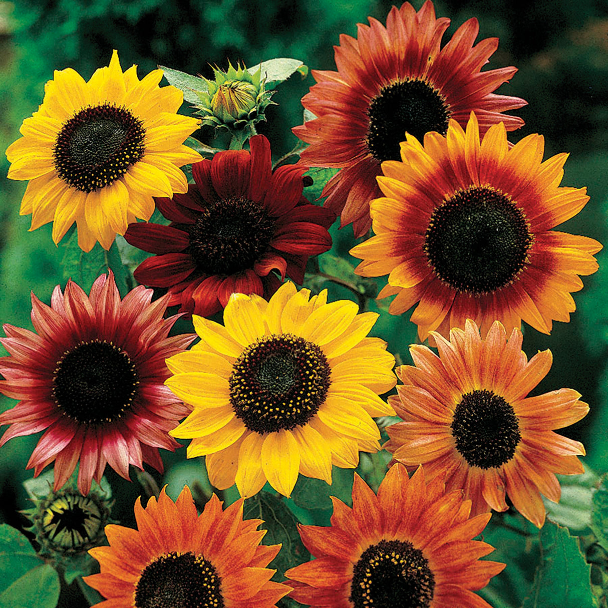 Mixed Sunflower