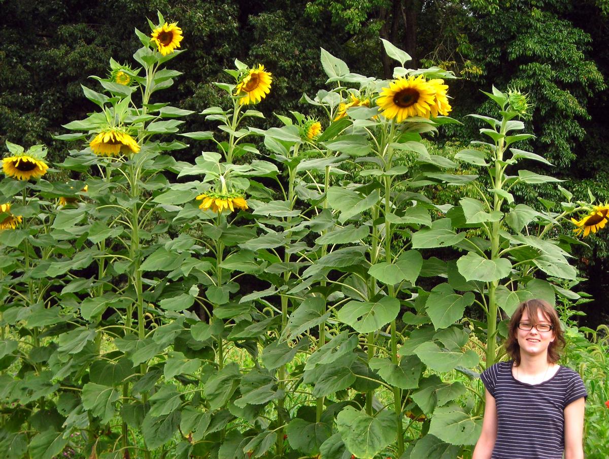 Mammoth Sunflower