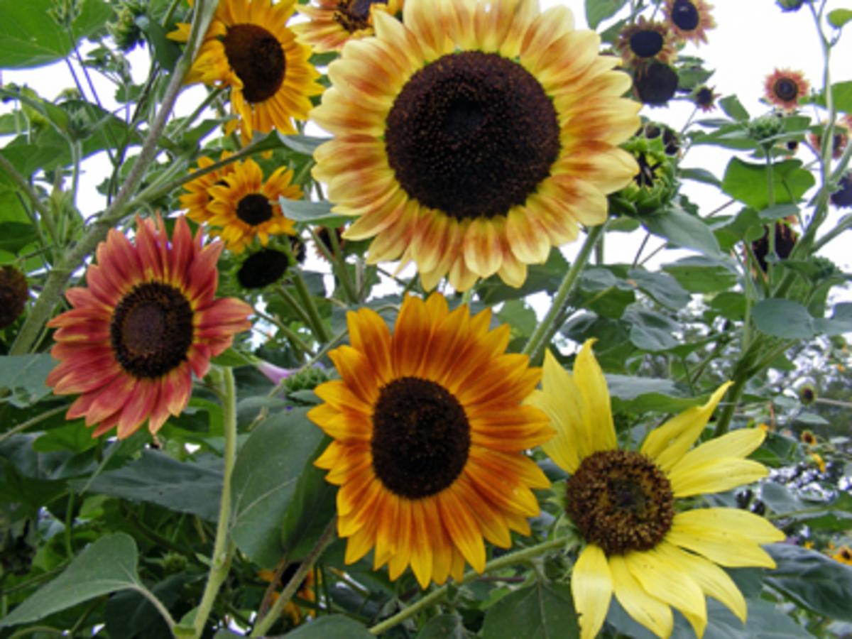 Selma Suns Sunflower
