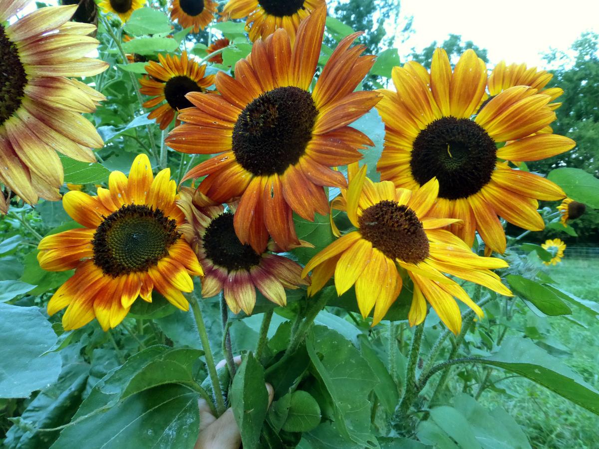 Velvet Queen Sunflower