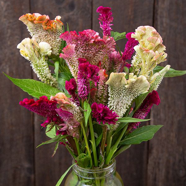 Supercrest Mix Celosia