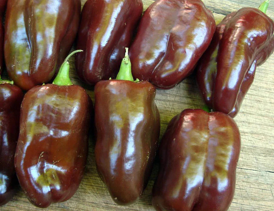 Sweet Chocolate (Choco) Pepper