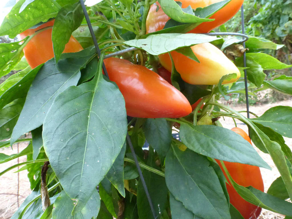 Feherozon Pepper