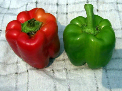 Keystone Resistant Giant Pepper