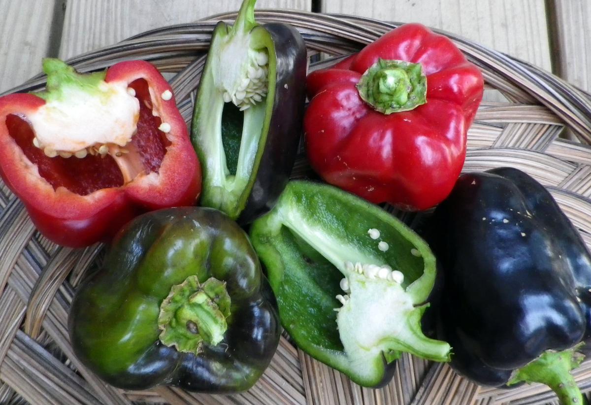 Purple Beauty Sweet Bell Pepper