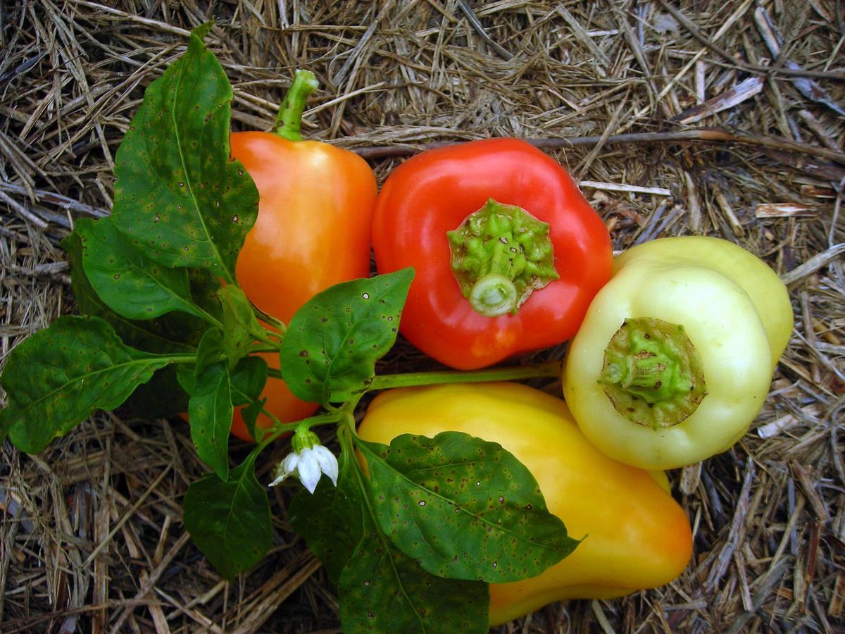 Yellow Belle Sweet Bell Pepper