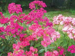 Sweet William