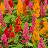 Organic Celosia, Plume Mix (pack)