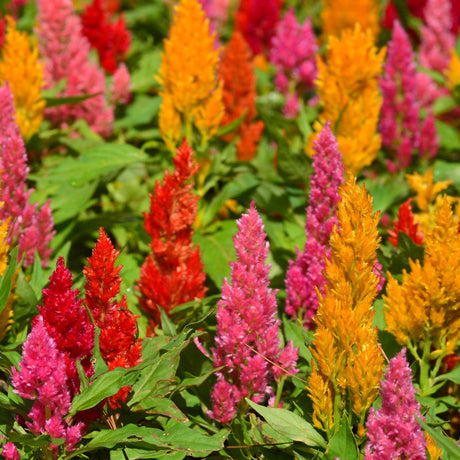 Organic Celosia, Plume Mix (pack)