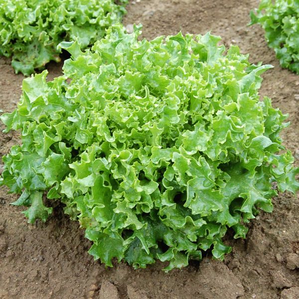 Tango Lettuce