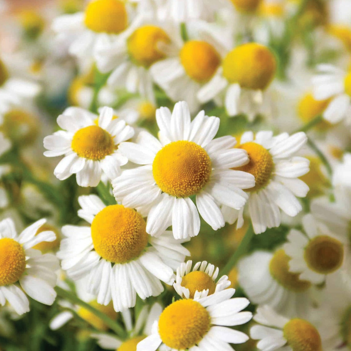 Roman Chamomile