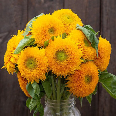 Teddy Bear Sunflower