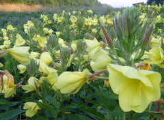 Evening Scented Tina James' Magic Primrose