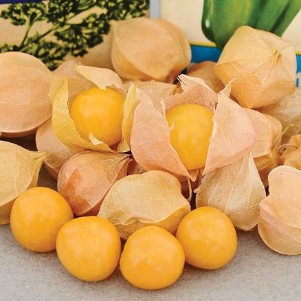 Aunt Molly's Ground Cherry