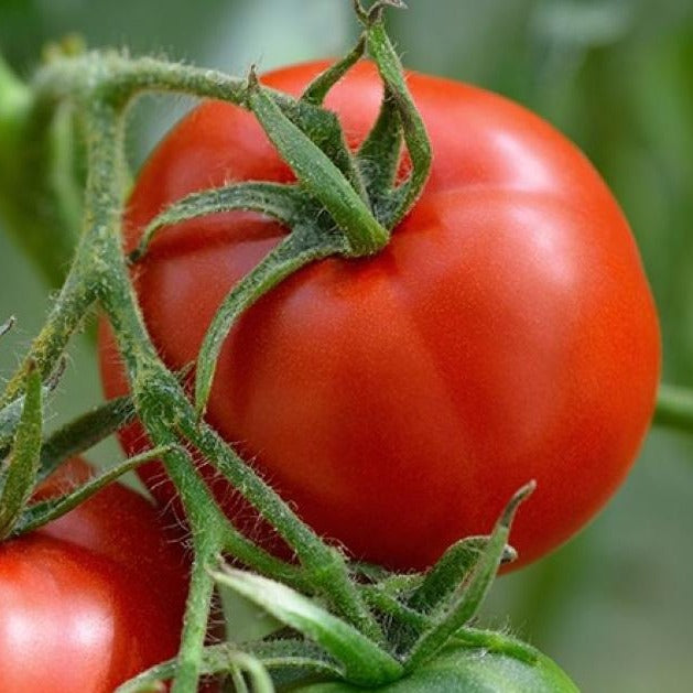 Manitoba Tomato