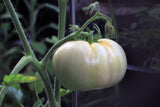 50 WHITE Wonder BEEFSTEAK TOMATO Lycopersicon 1 - 2 lb Fruit Vegetable Seeds