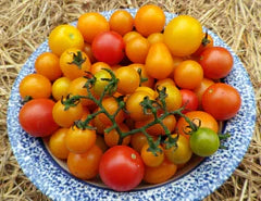 Amy's Apricot Mix (Amy's Apricot) Tomato