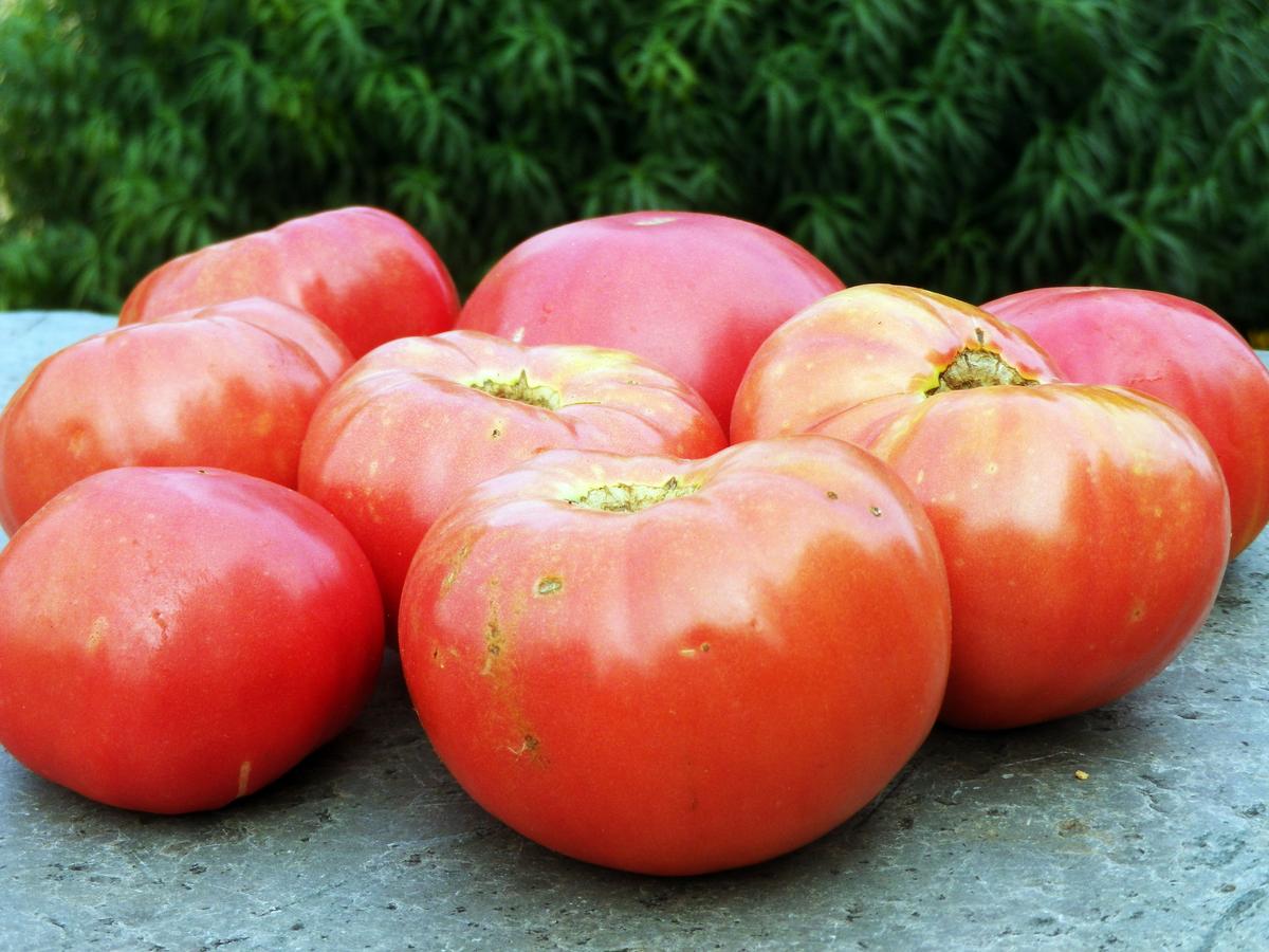 German Johnson Tomato
