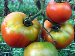 Marglobe VF (Marglobe Improved) Tomato