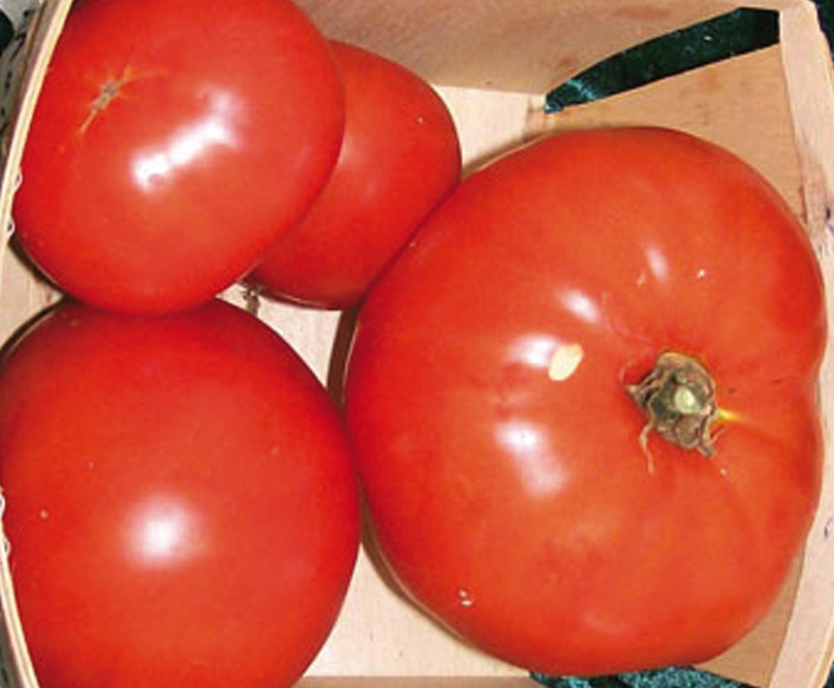 Martian Giant Slicer Tomato