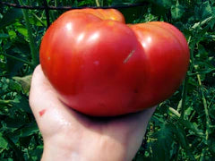 Mortgage Lifter VFN Tomato