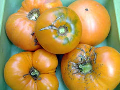 Persimmon Tomato