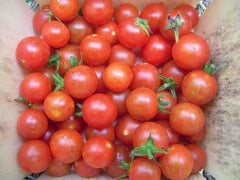 Sugar Cherry Tomato