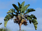 5 GIANT BIRD OF PARADISE Tree Strelitzia Nicolai Wild Banana White Crane Blue Purple Flower Houseplant Seeds