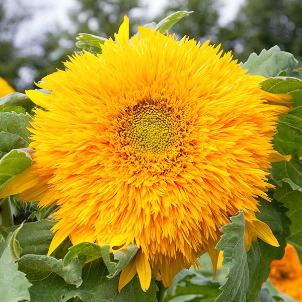 Goldy Double Sunflower