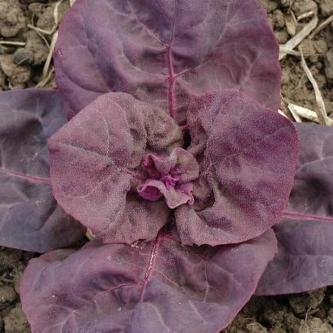 Purple Orach